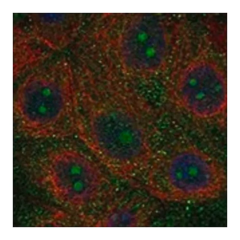 Merck Anti-NWD1 antibody produced in rabbit