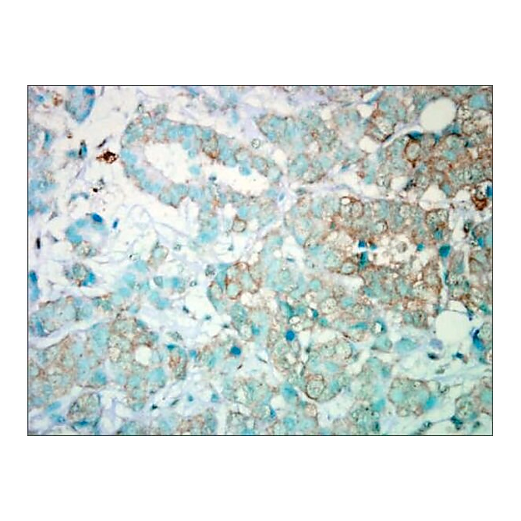 Merck Anti-PIK3CA antibody produced in rabbit