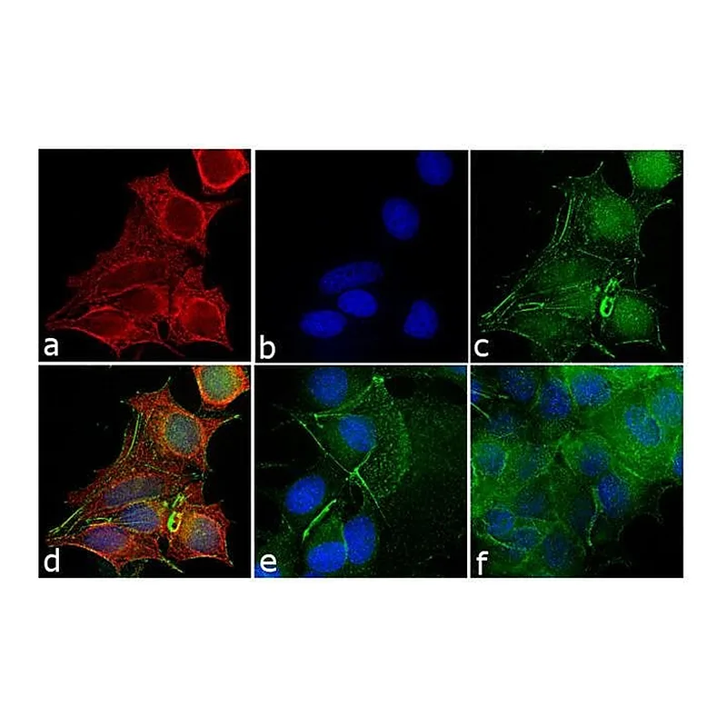 Thermo Fisher Scientific Donkey anti-Mouse IgG (H+L) Cross-Adsorbed Secondary Antibody, DyLight 550