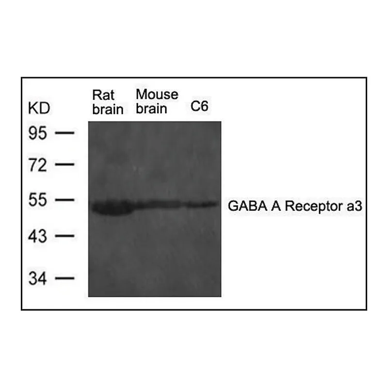 Merck Anti-Gabra3 antibody produced in rabbit
