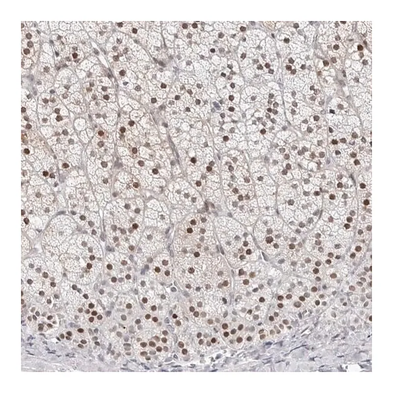Merck Anti-NTPCR antibody produced in rabbit