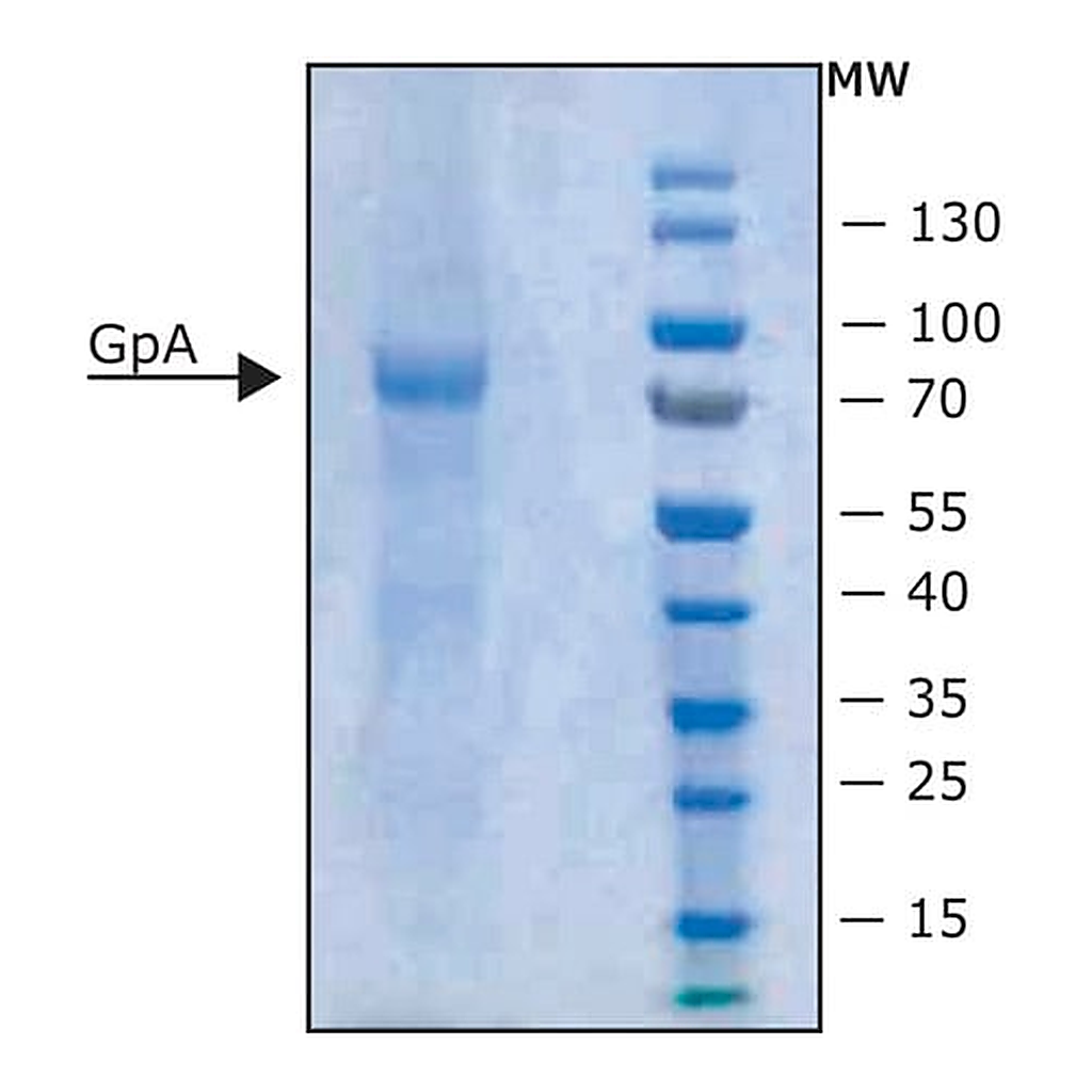 Merck Glycophorin Predominantly glycophorin A from blood typeÂ MN