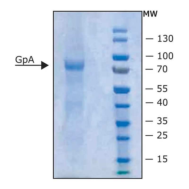 Merck Glycophorin Predominantly glycophorin A from blood type MN