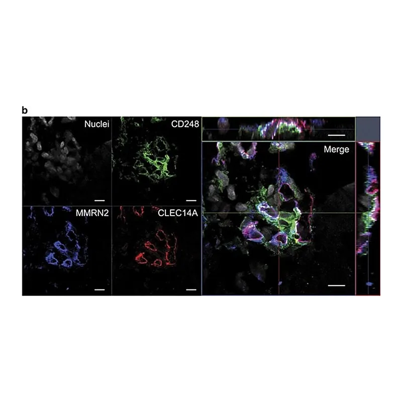 Thermo Fisher Scientific Donkey anti-Sheep IgG (H+L) Cross-Adsorbed Secondary Antibody, Alexa Fluor 546