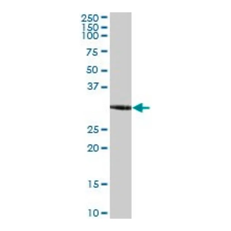 Merck Anti-ZNF783 antibody produced in mouse