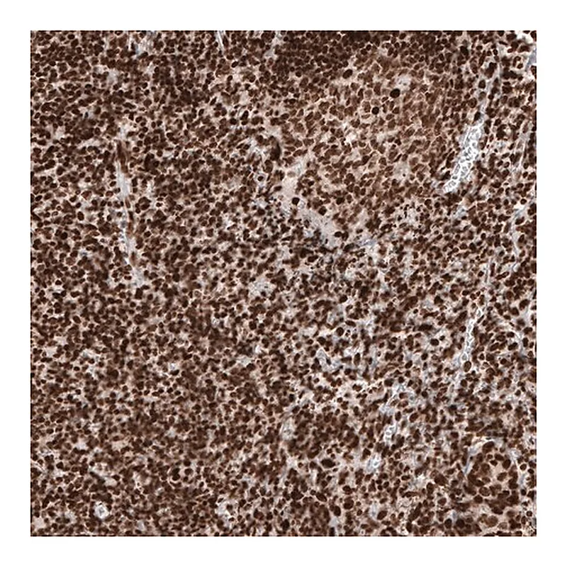 Merck Monoclonal Anti-H2AFY antibody produced in mouse