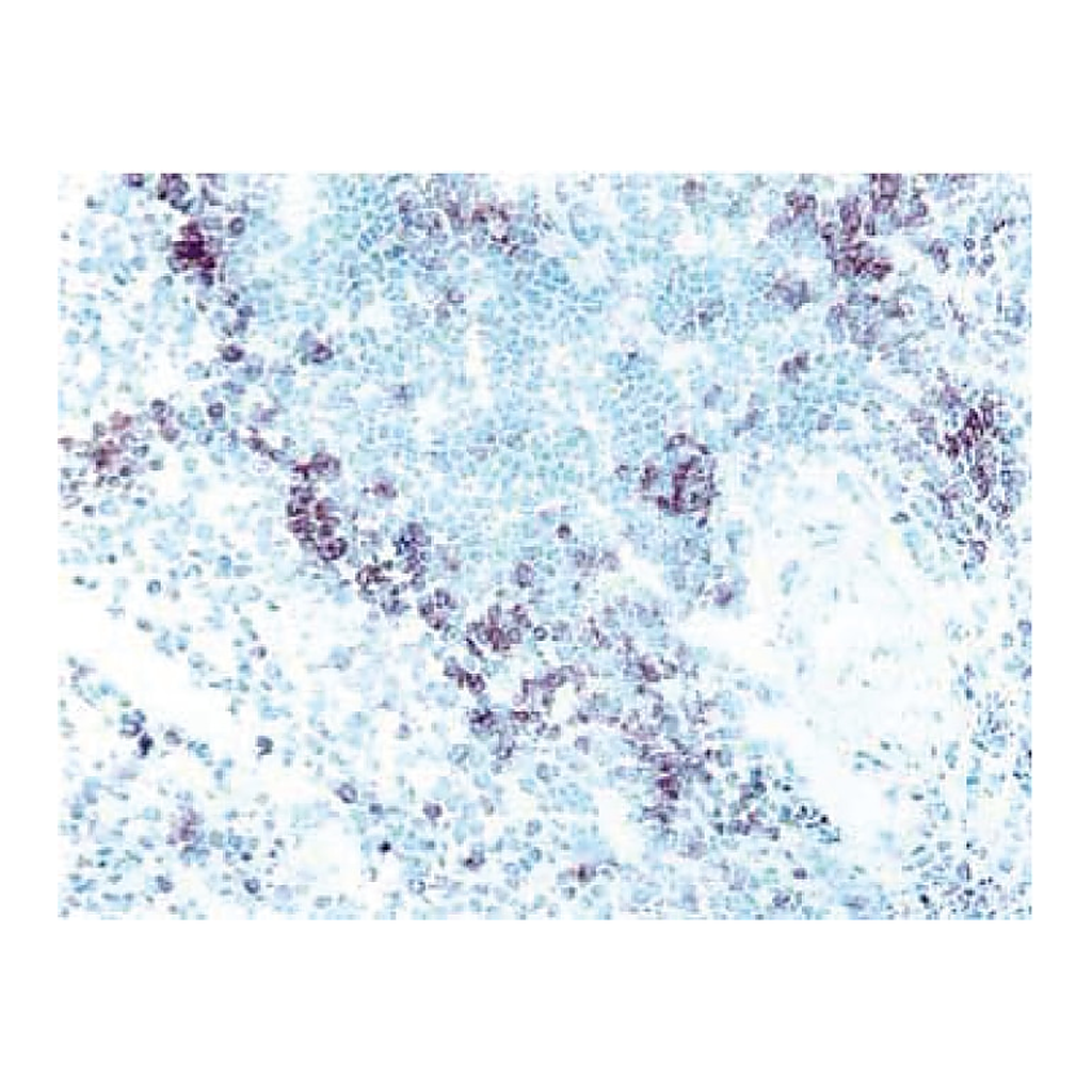 BD Purified Mouse Anti-Human CD4