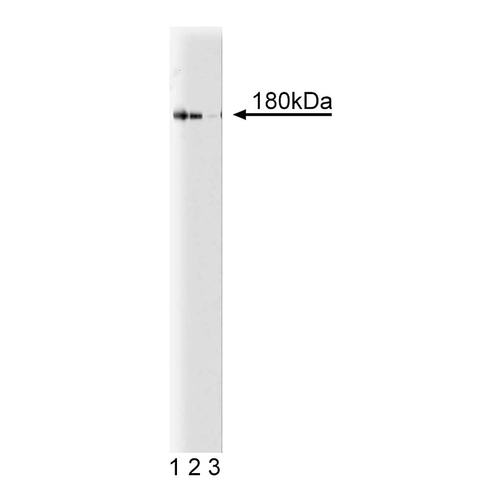 BD Purified Mouse Anti-NMDAR2A