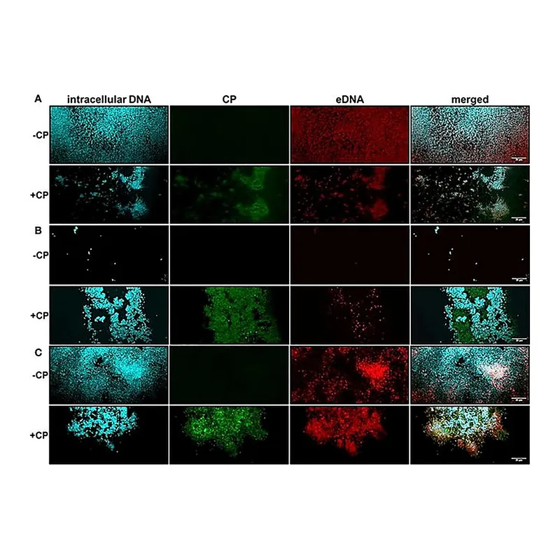 Thermo Fisher Scientific Goat anti-Rabbit IgG (H+L) Secondary Antibody, Alexa Fluor 488-10 nm colloidal gold