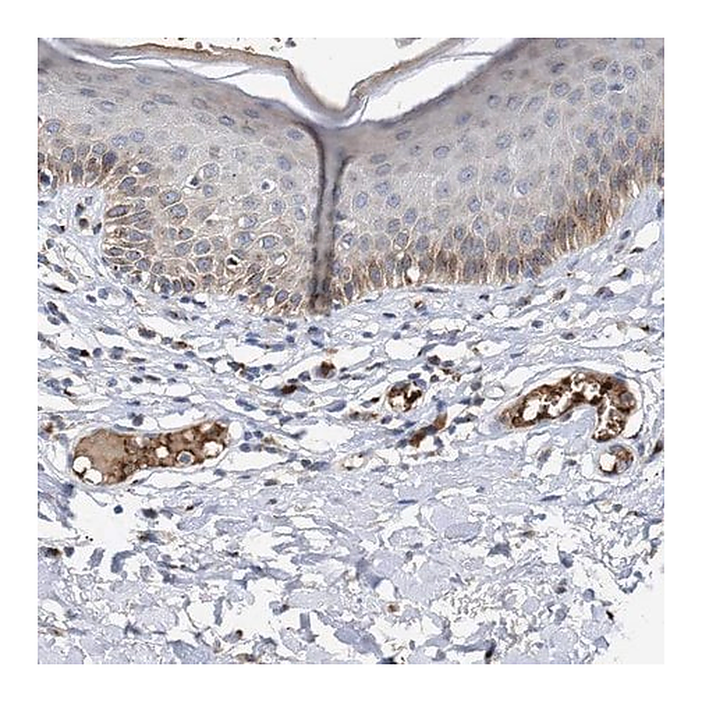 Merck Anti-CCL2 antibody produced in rabbit