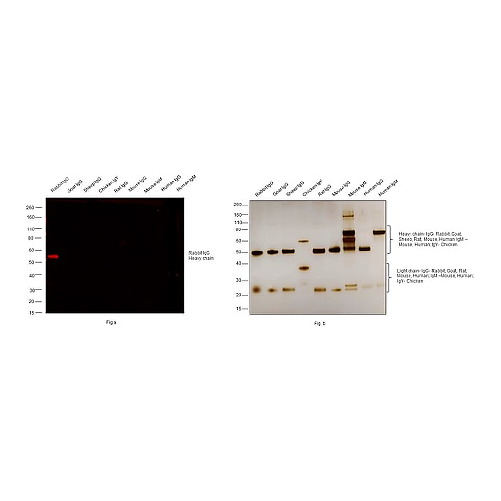 Thermo Fisher Scientific Goat anti-Rabbit IgG (H+L) Cross-Adsorbed ReadyProbes Secondary Antibody, Alexa Fluor 594
