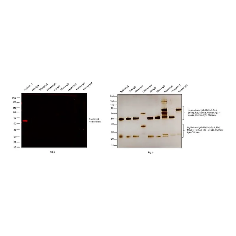 Thermo Fisher Scientific Goat anti-Rabbit IgG (H+L) Cross-Adsorbed ReadyProbes Secondary Antibody, Alexa Fluor 594