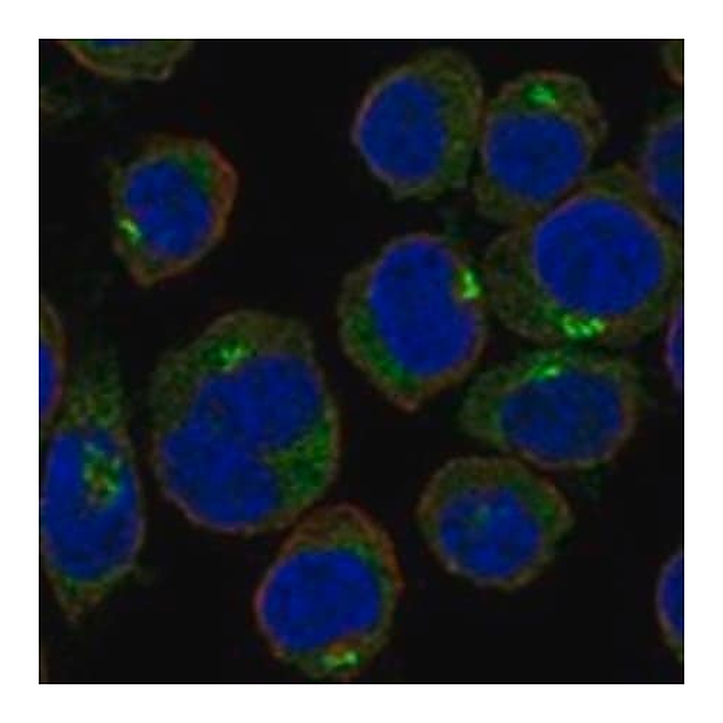 Merck Anti-GOLPH3L antibody produced in rabbit