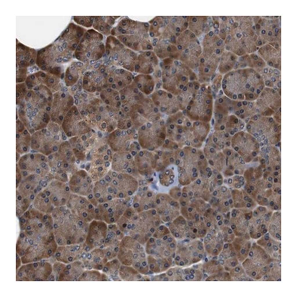 Merck Anti-LRP4 antibody produced in rabbit