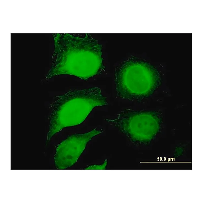 Merck Anti-GAPDH antibody produced in mouse
