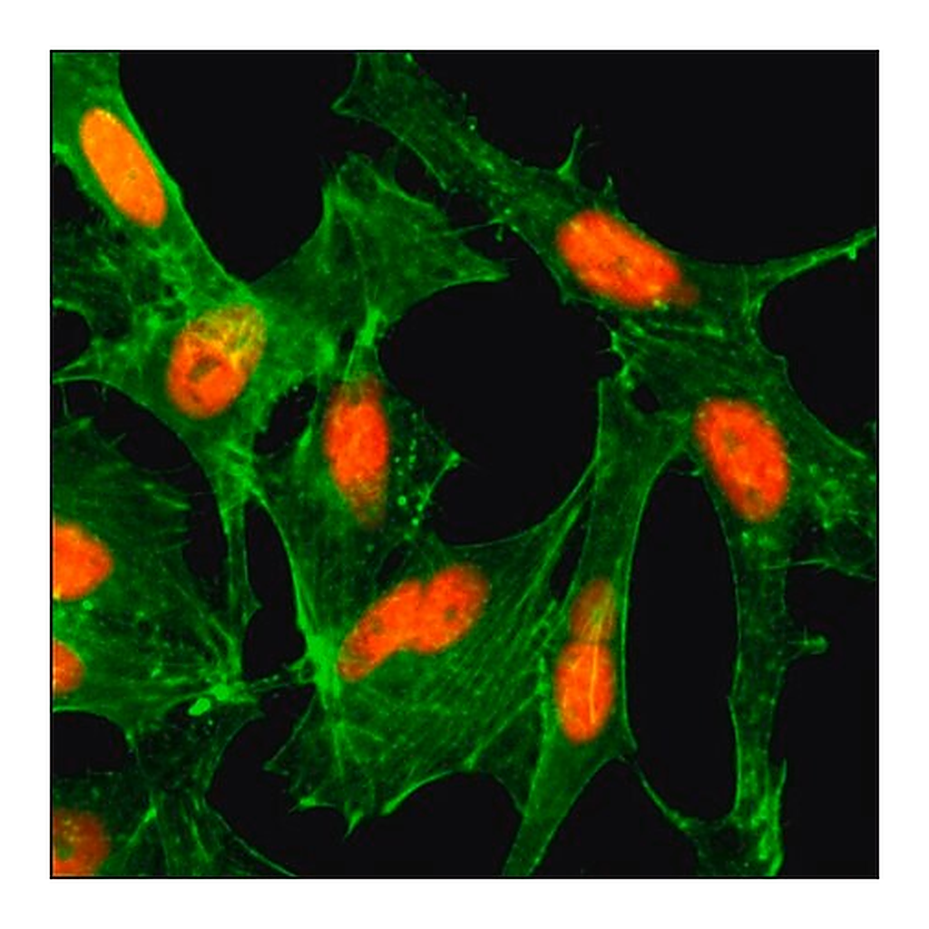 Merck Anti-Acetyl-Histone H4 (Lys12) antibody, Rabbit monoclonal