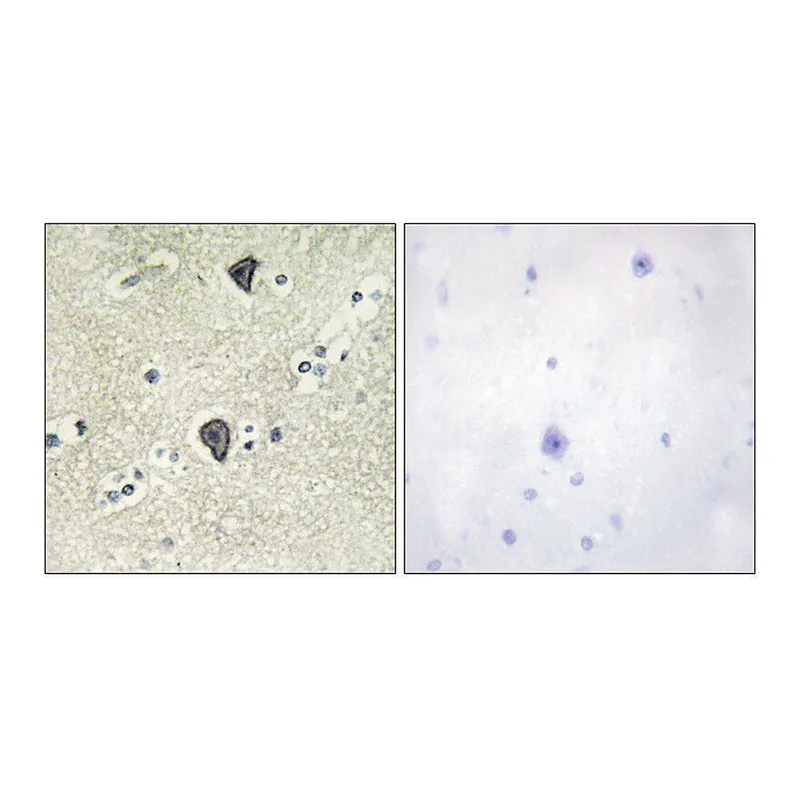 Merck Anti-FGFR3 antibody produced in rabbit