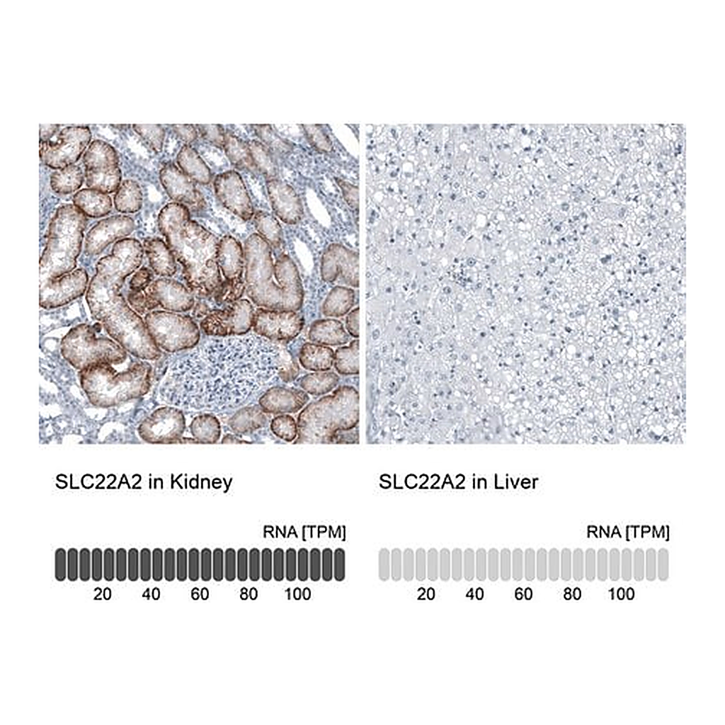 Merck Anti-SLC22A2 antibody produced in rabbit