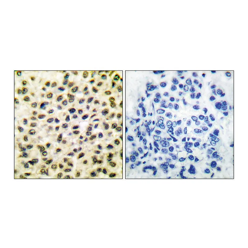 Merck Anti-FOS antibody produced in rabbit