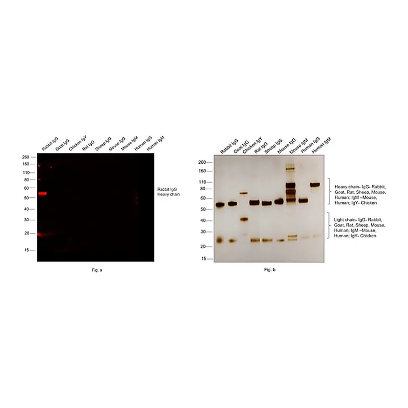 Thermo Fisher Scientific F(ab`)2-Goat anti-Rabbit IgG (H+L) Secondary Antibody, Alexa Fluor 568