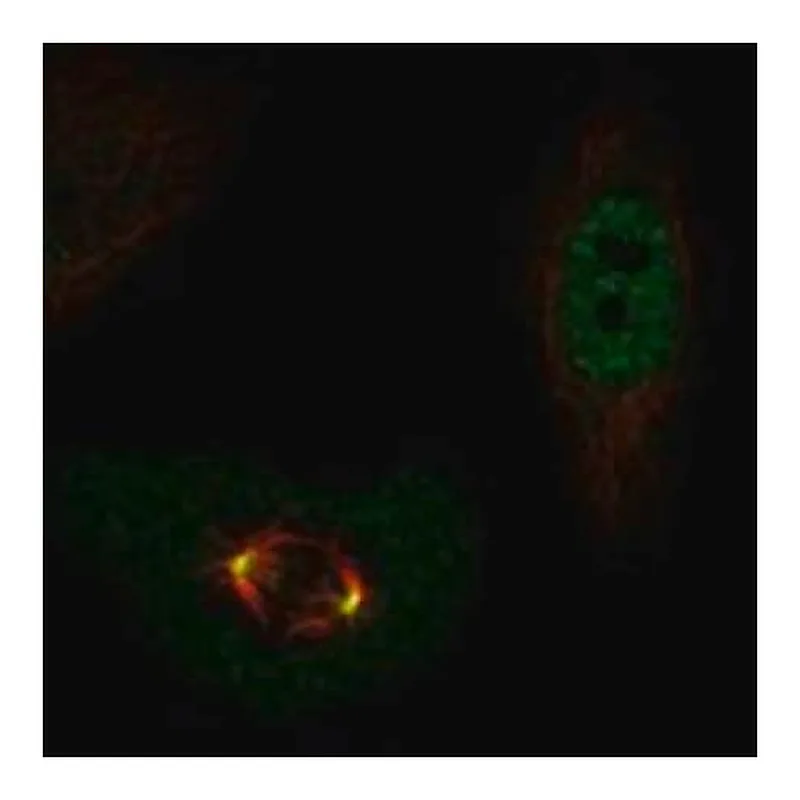 Merck Anti-POLD4 antibody produced in rabbit
