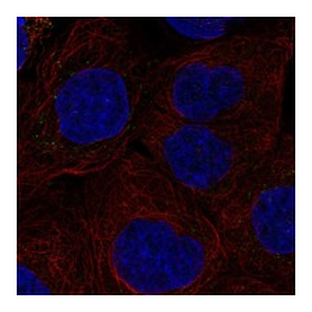 Atlas Antibodies Anti-IL27RA Antibody