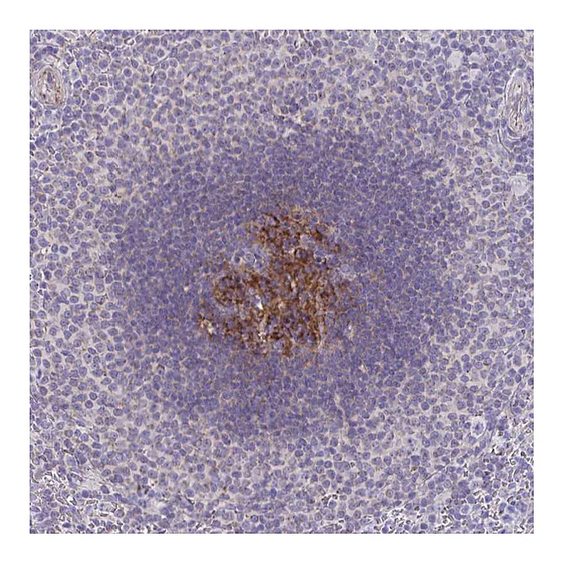 Atlas Antibodies Anti-IL37 Antibody