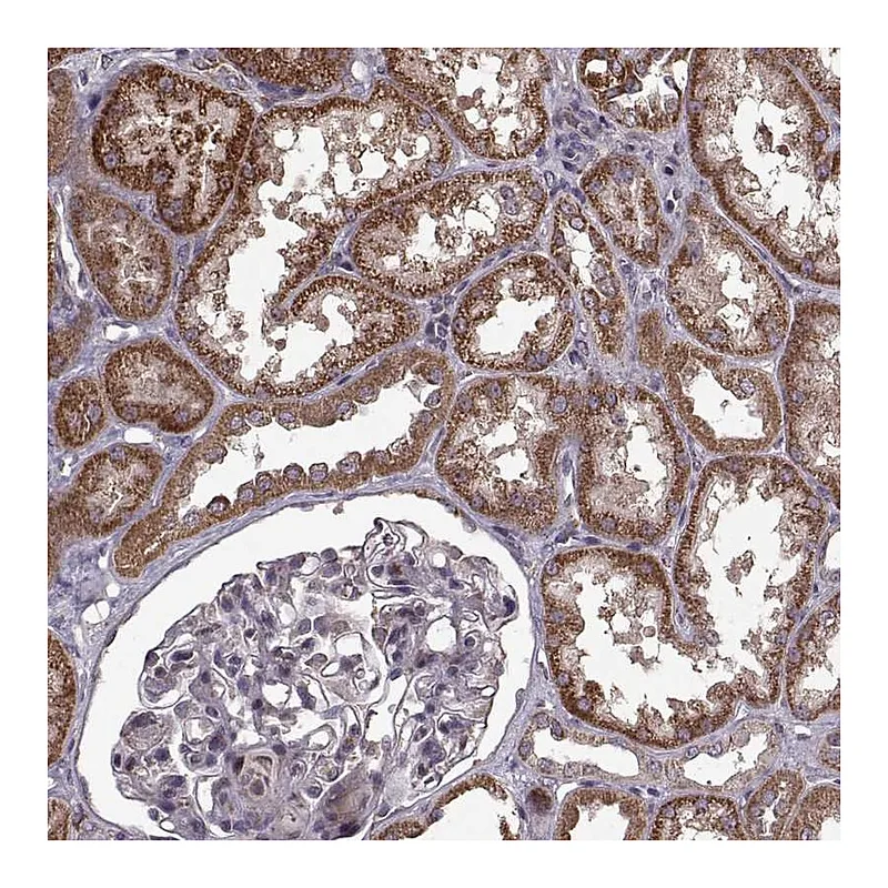 Atlas Antibodies Anti-IMMP1L Antibody