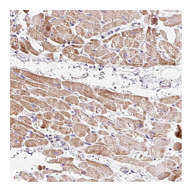 Atlas Antibodies Anti-IMMT Antibody