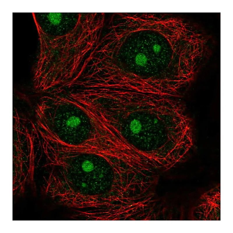 Atlas Antibodies Anti-IMP4 Antibody