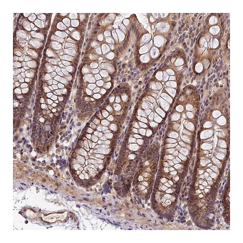 Atlas Antibodies Anti-IMPACT Antibody