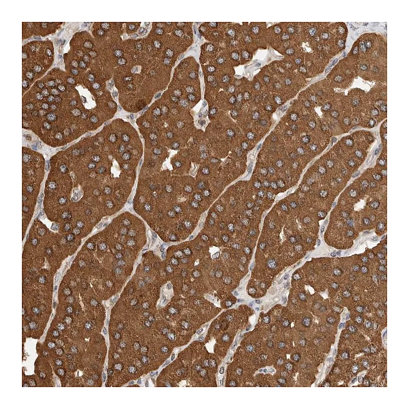 Atlas Antibodies Anti-IMMP2L Antibody