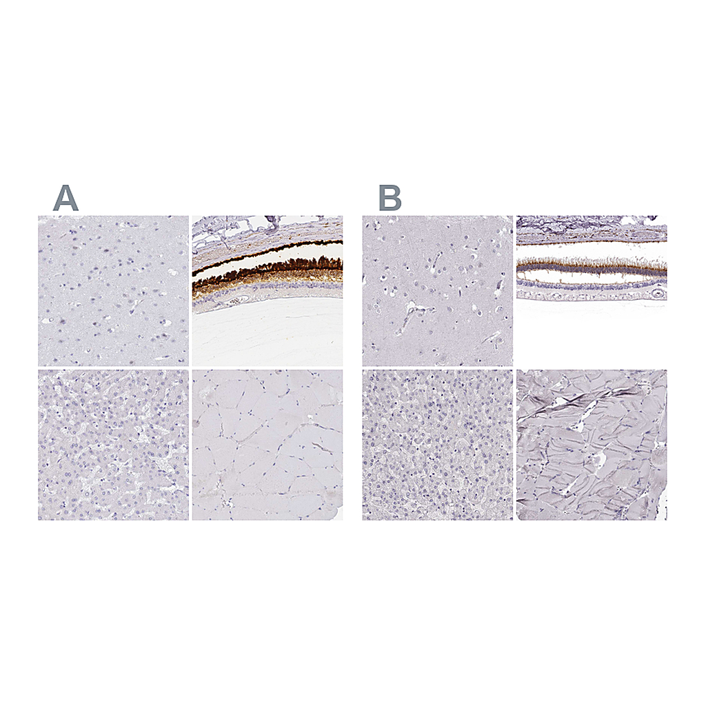 Atlas Antibodies Anti-IMPG1 Antibody