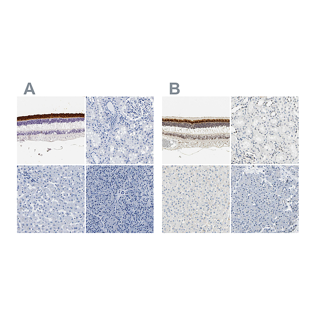 Atlas Antibodies Anti-IMPG2 Antibody
