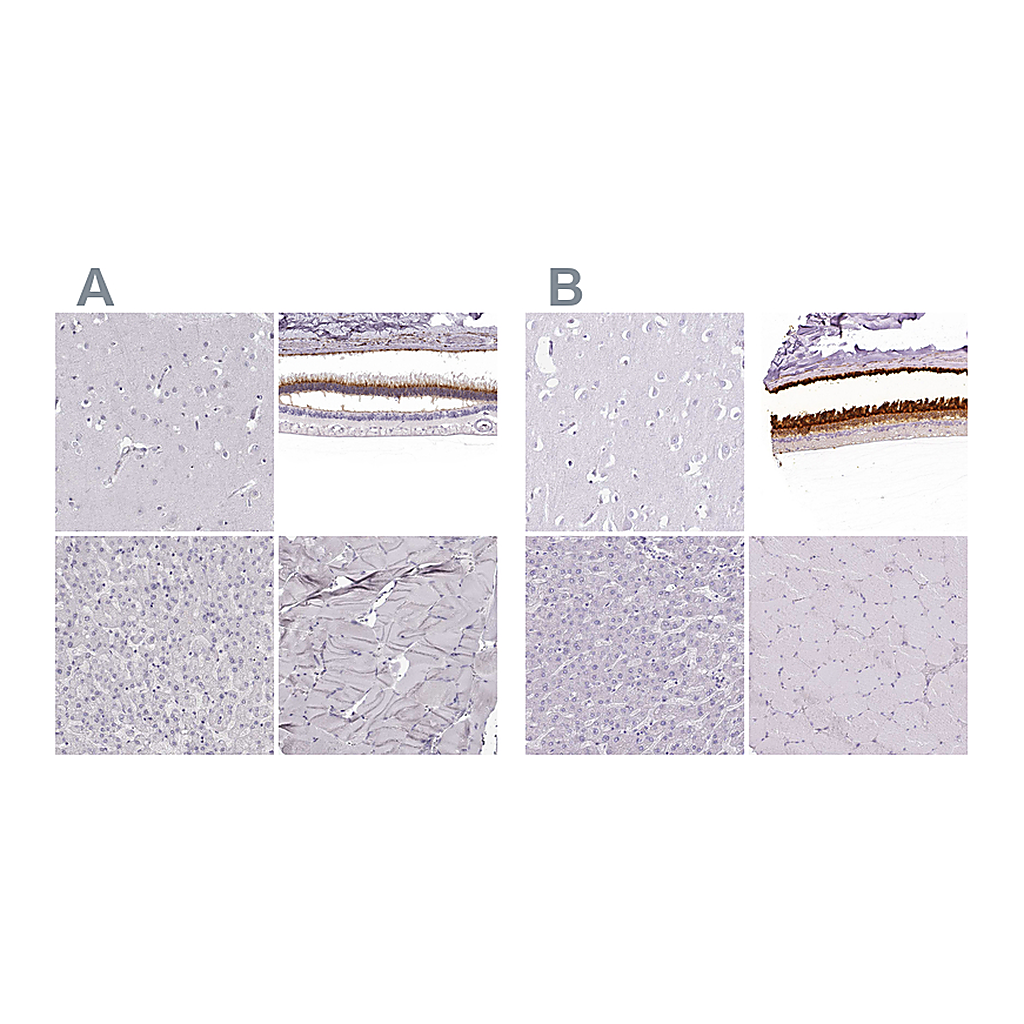Atlas Antibodies Anti-IMPG1 Antibody