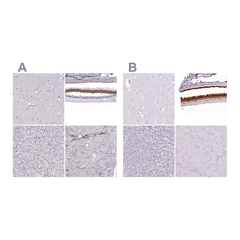 Atlas Antibodies Anti-IMPG1 Antibody
