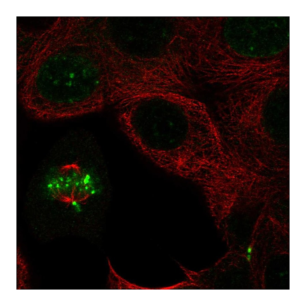 Atlas Antibodies Anti-INCENP Antibody