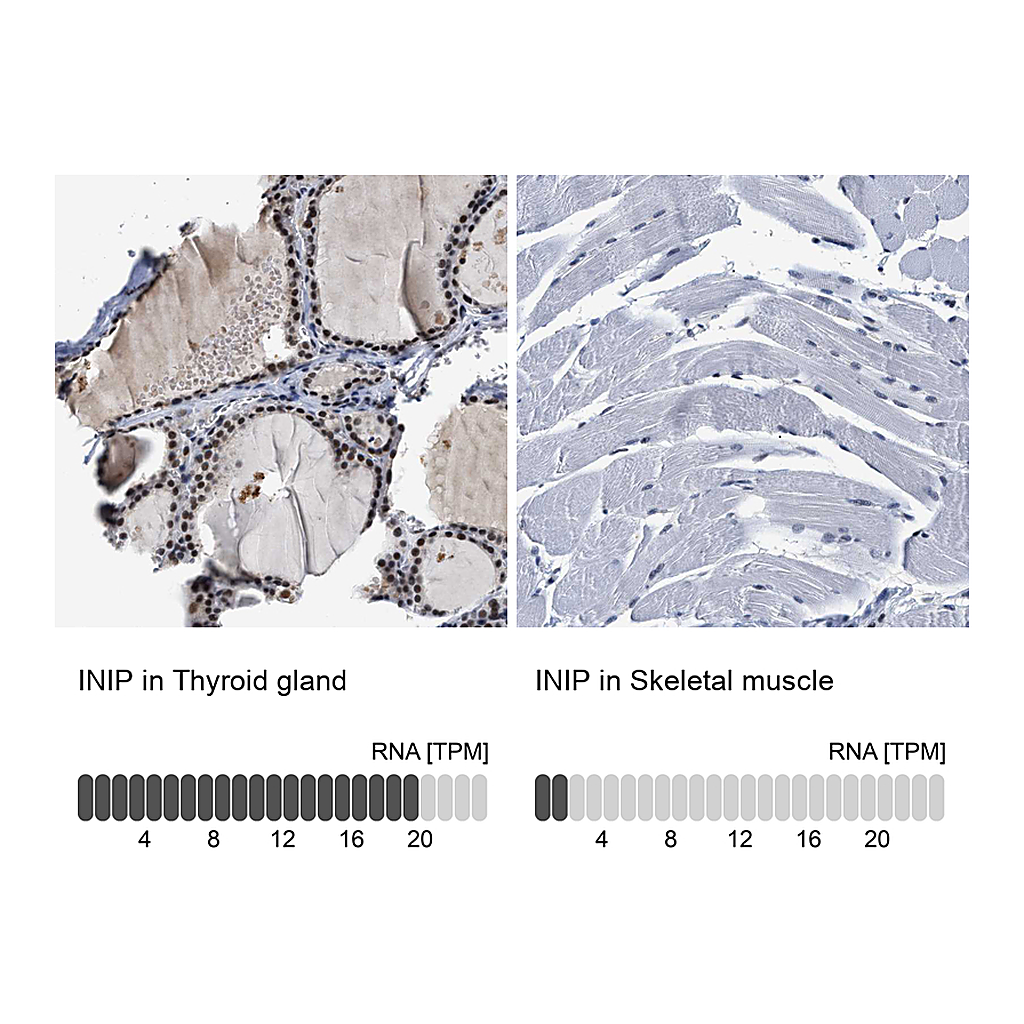 Atlas Antibodies Anti-INIP Antibody