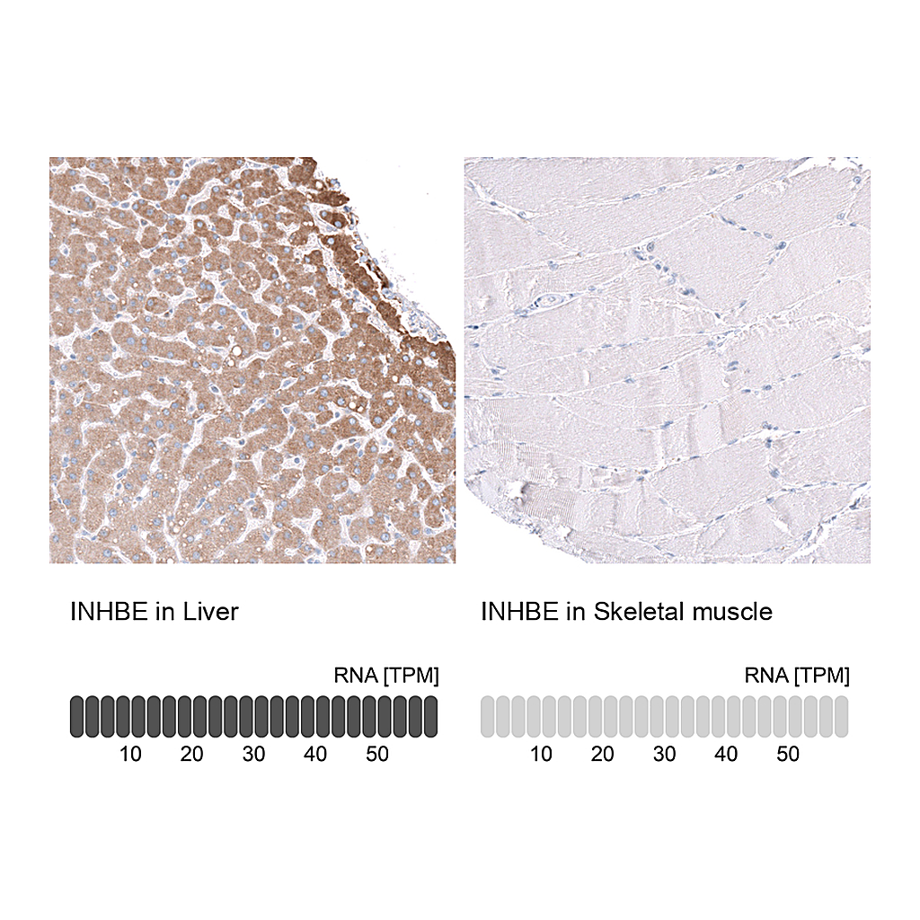 Atlas Antibodies Anti-INHBE Antibody