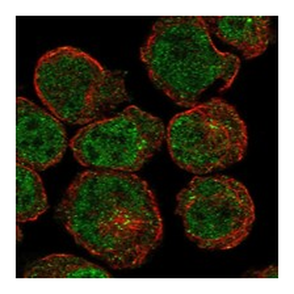 Atlas Antibodies Anti-INKA2 Antibody