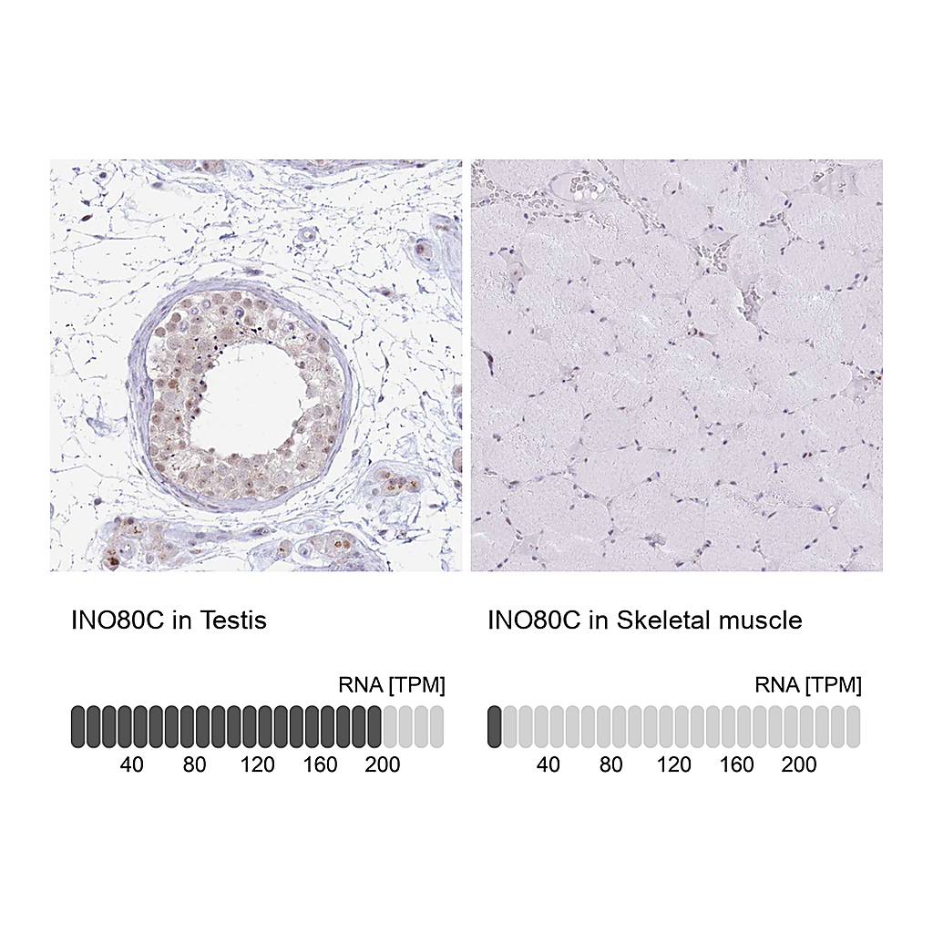 Atlas Antibodies Anti-INO80C Antibody