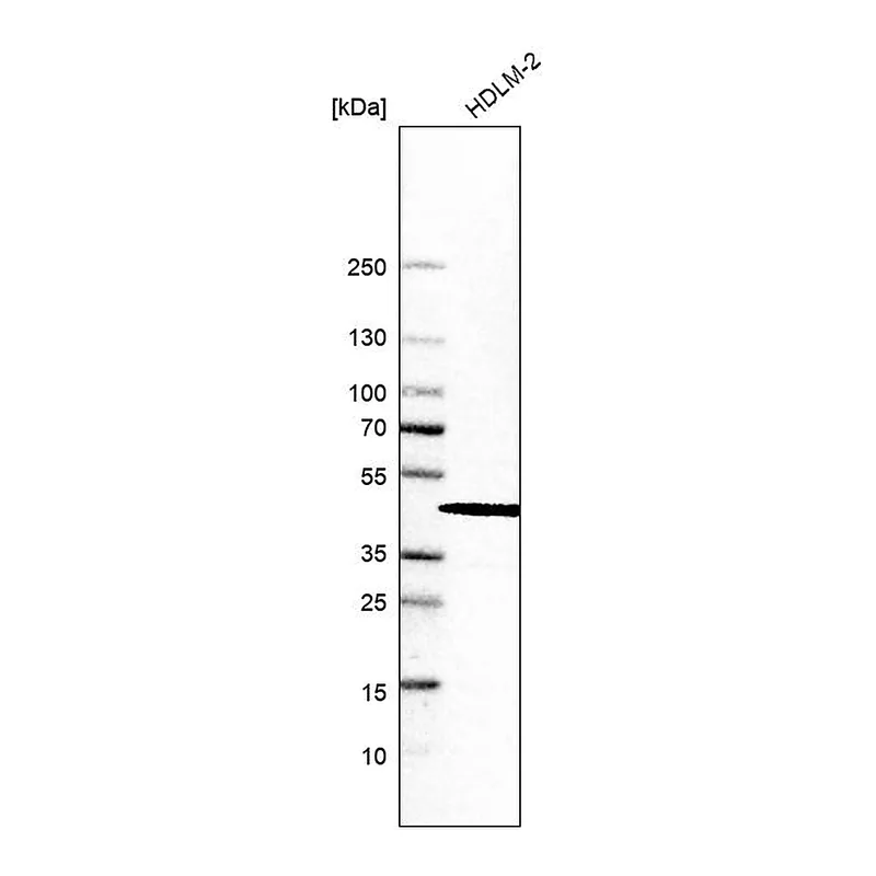 Atlas Antibodies Anti-INPP5K Antibody