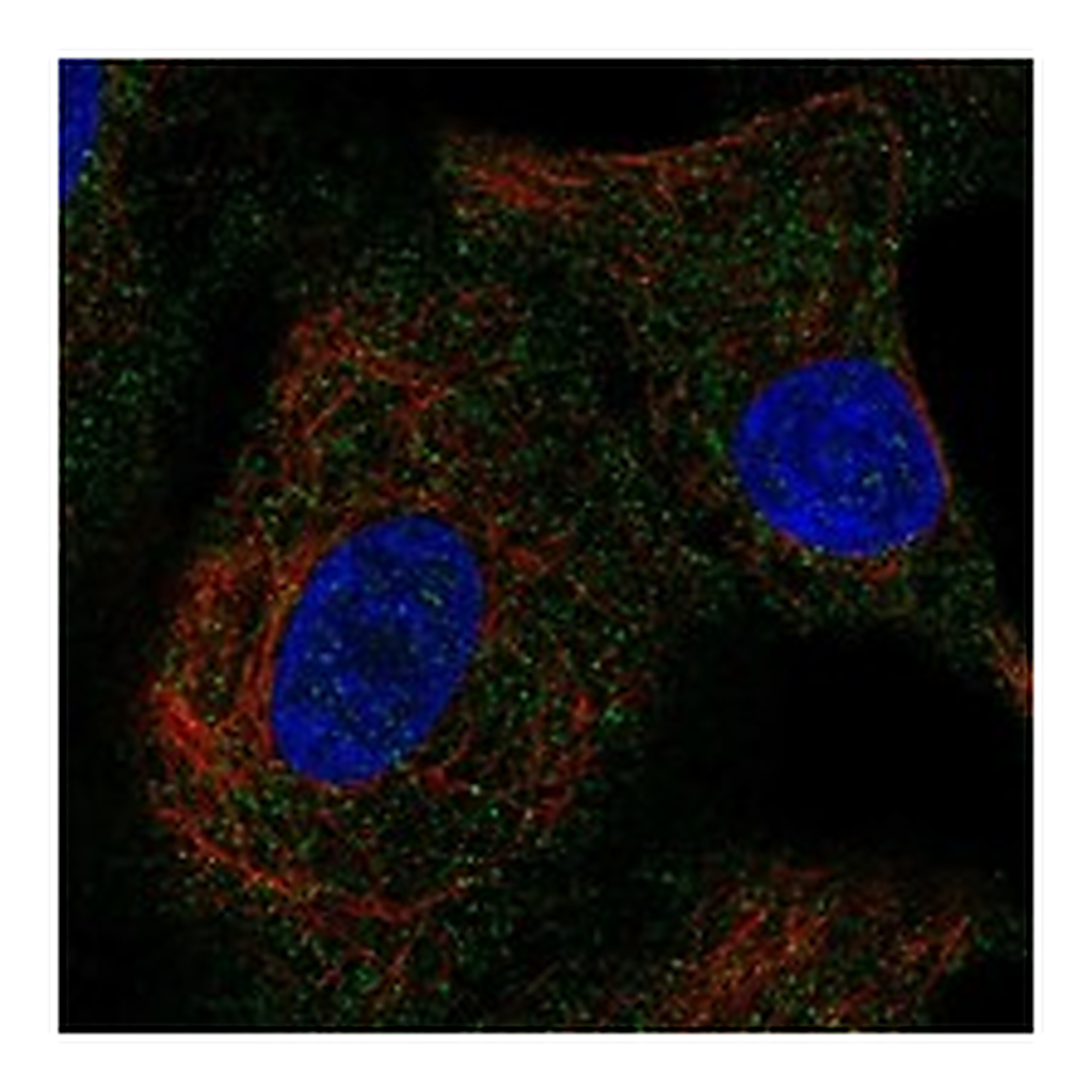 Atlas Antibodies Anti-INSL4 Antibody