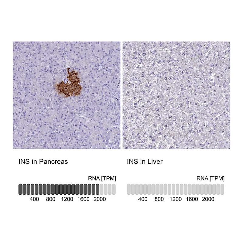 Atlas Antibodies Anti-INS Antibody