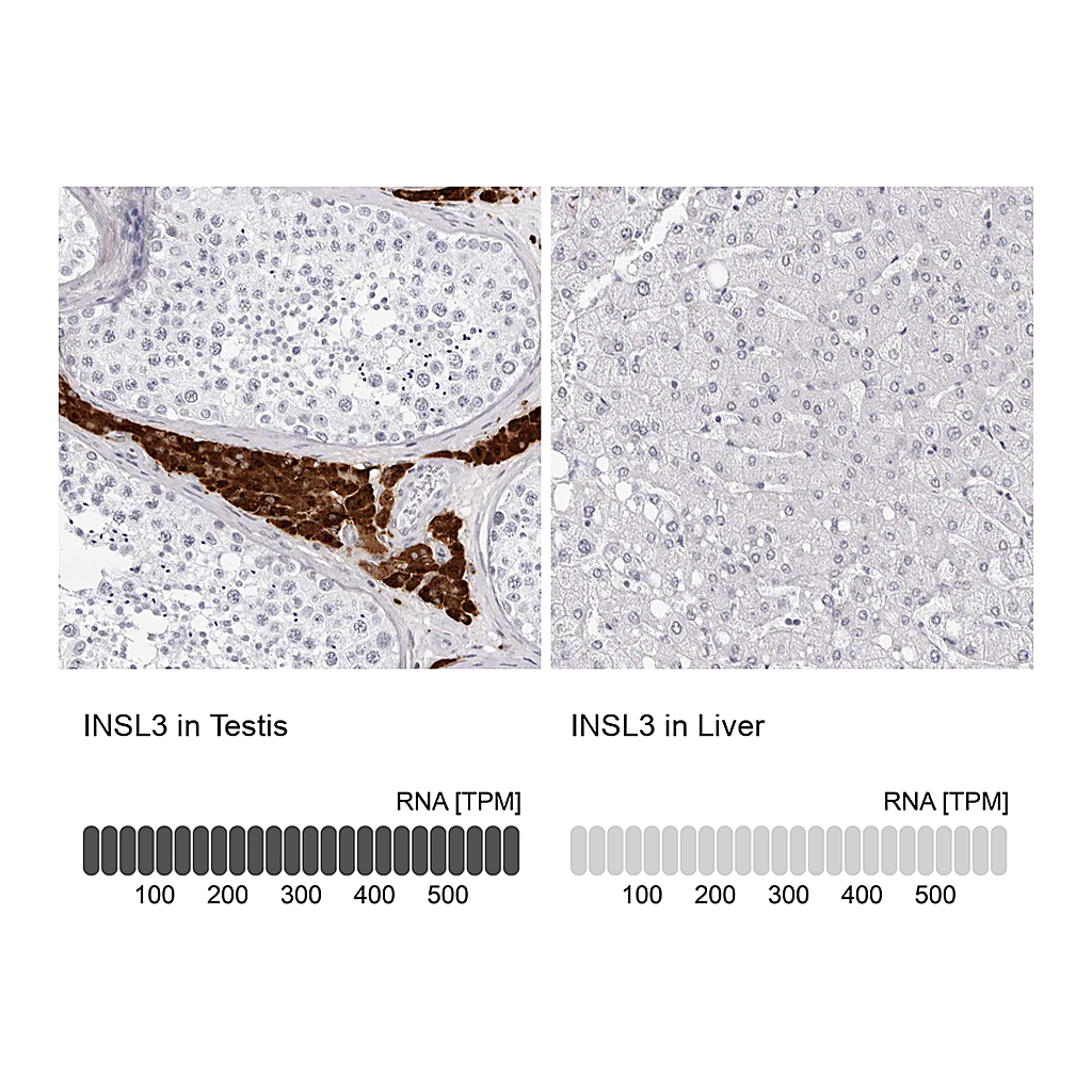 Atlas Antibodies Anti-INSL3 Antibody