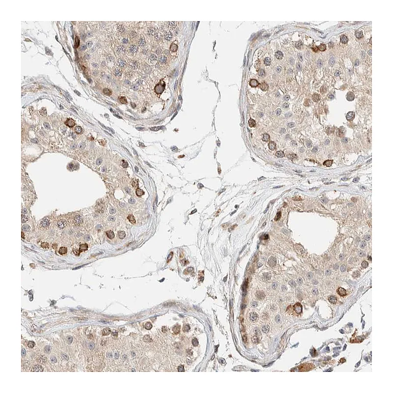 Atlas Antibodies Anti-INTS1 Antibody