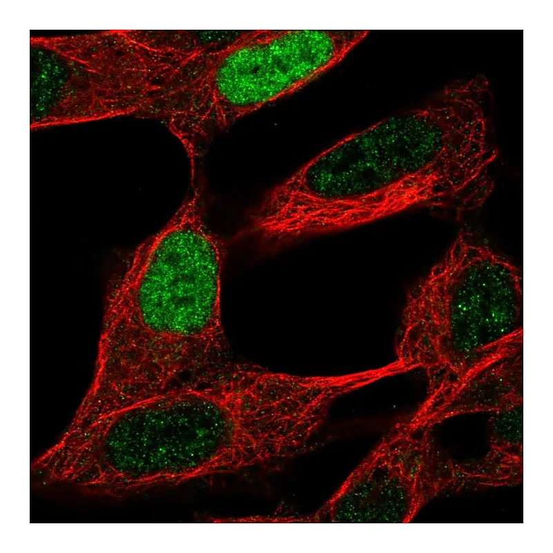 Atlas Antibodies Anti-INSM2 Antibody