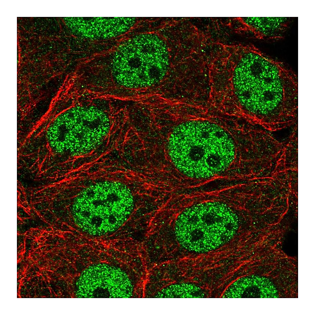 Atlas Antibodies Anti-INTS1 Antibody