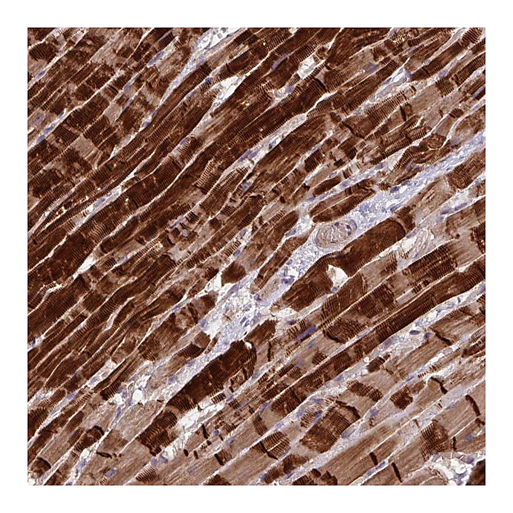 Atlas Antibodies Anti-INTS10 Antibody