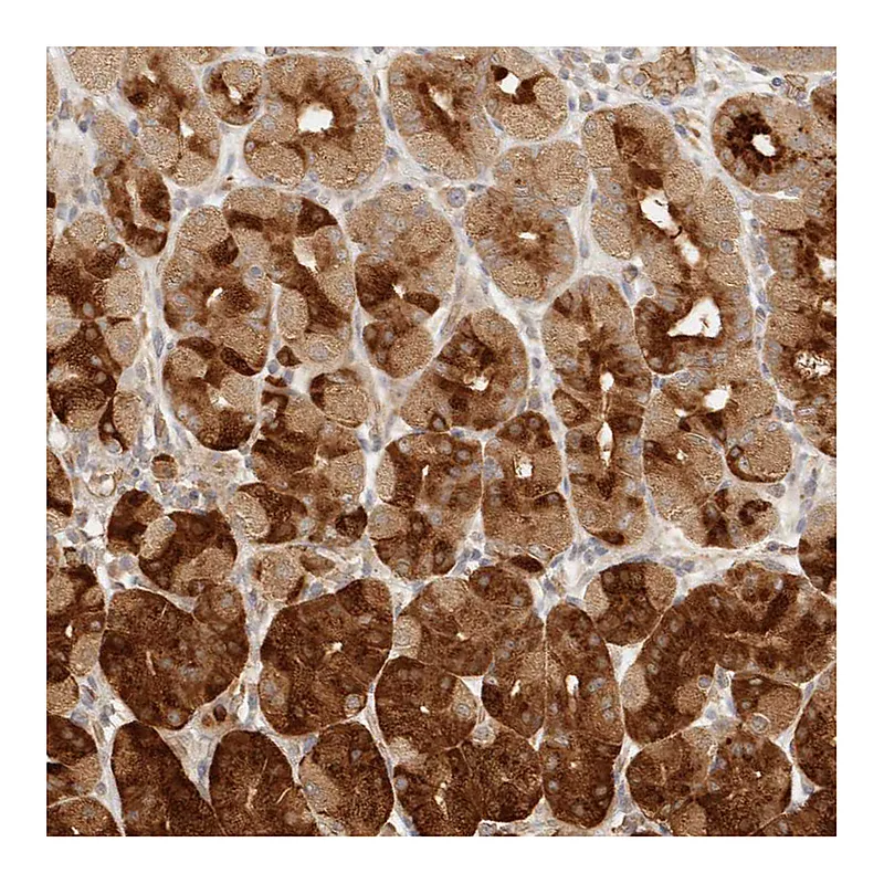 Atlas Antibodies Anti-INTS11 Antibody